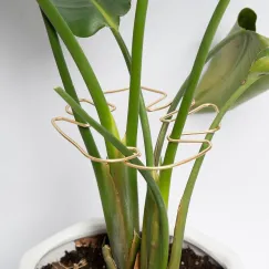Gold Indoor Plant Stand for Climbing Plants - Plant Support Holder