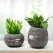 Unique Tooth Indoor Planter Pot Set-2,Funny Small Succulent Plant Pot,Novelty Home Decor Flower Pot,Cute Halloween Resin Flowerpot