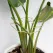 Gold Indoor Plant Stand for Climbing Plants - Plant Support Holder