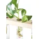 3 Tiered Wall Hanging Plant Terrarium with Wooden Stand Flower Vase Glass Planter for Hydroponic Plant Cutting Home Garden