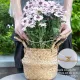 Gold Indoor Plant Stand for Climbing Plants - Plant Support Holder