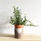 2Pack Indoor Plant Trellis Metal Wire Garden Trellis ，Small Climbing Leaf Shape Trellis for Garden Potted Plant Houseplant(Green)