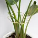 Gold Indoor Plant Stand for Climbing Plants - Plant Support Holder