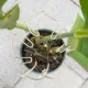 Gold Indoor Plant Stand for Climbing Plants - Plant Support Holder