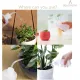 Squeeze Bottle Plant Watering Bottle 250ml 8oz Small Wash Bottle Squeeze Plastic Small Watering Can for Indoor Plants Succulent Watering Can (1pc)